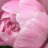 Антон Поляков