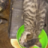 Олег Власов