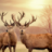 Huawei 4T