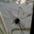 Володя Петров