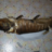 Вова Мороз