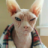 Андрей Коротин