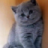 Костя Сийкель