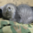 Дмитрий Кошелев